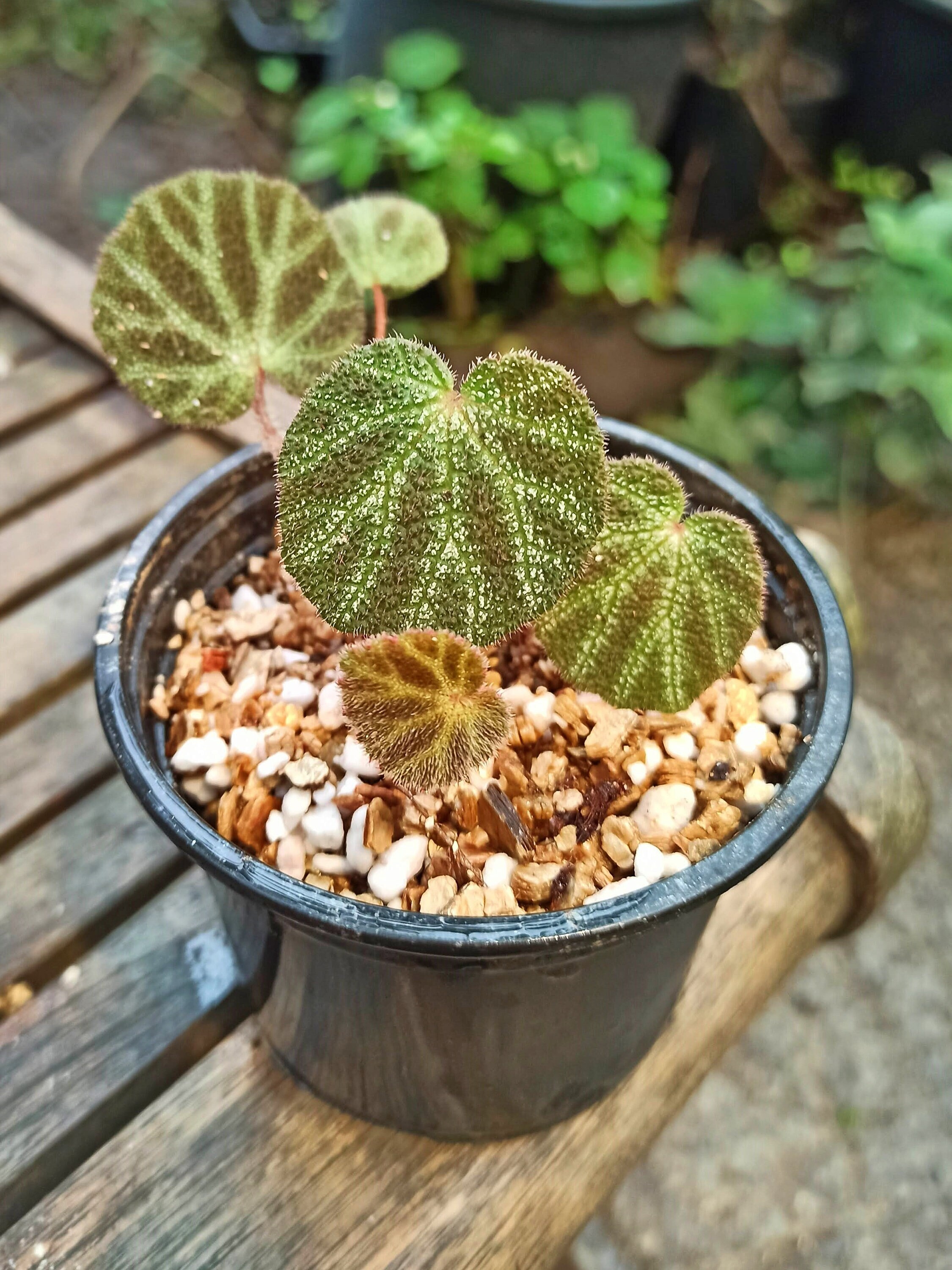 Begonia Ningmingensis Var Bella Rare Charity Fundraising Etsy India