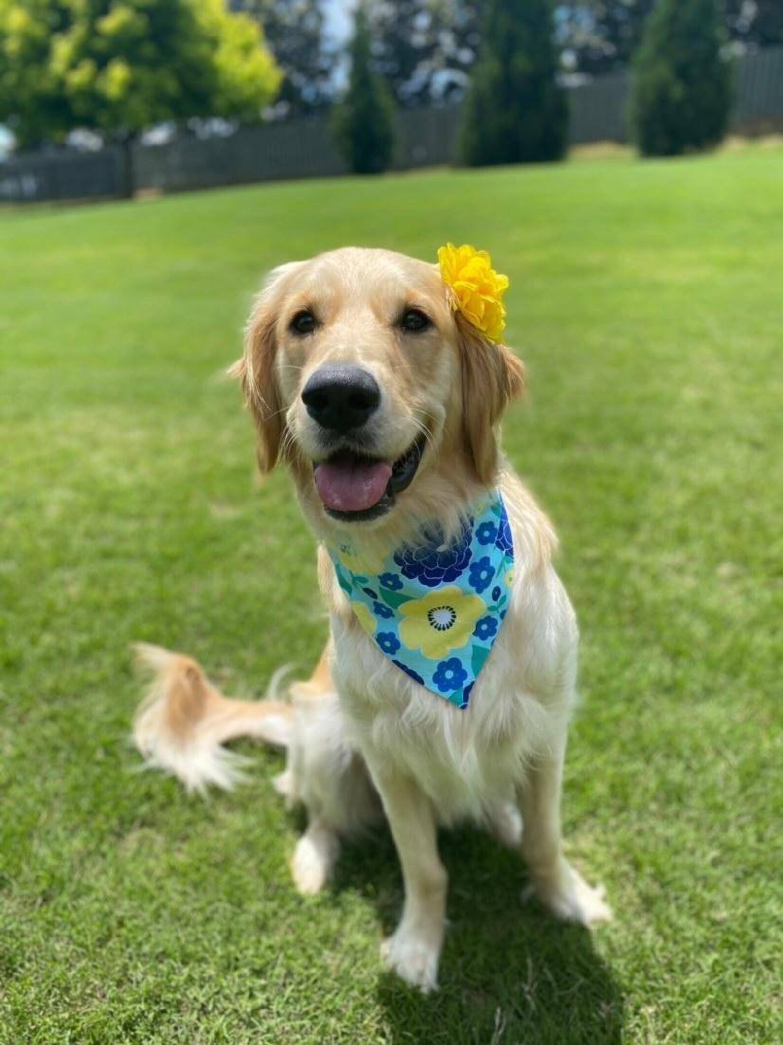 Golden Summer Bandana / Golden Retriever Beach Bandana / Etsy