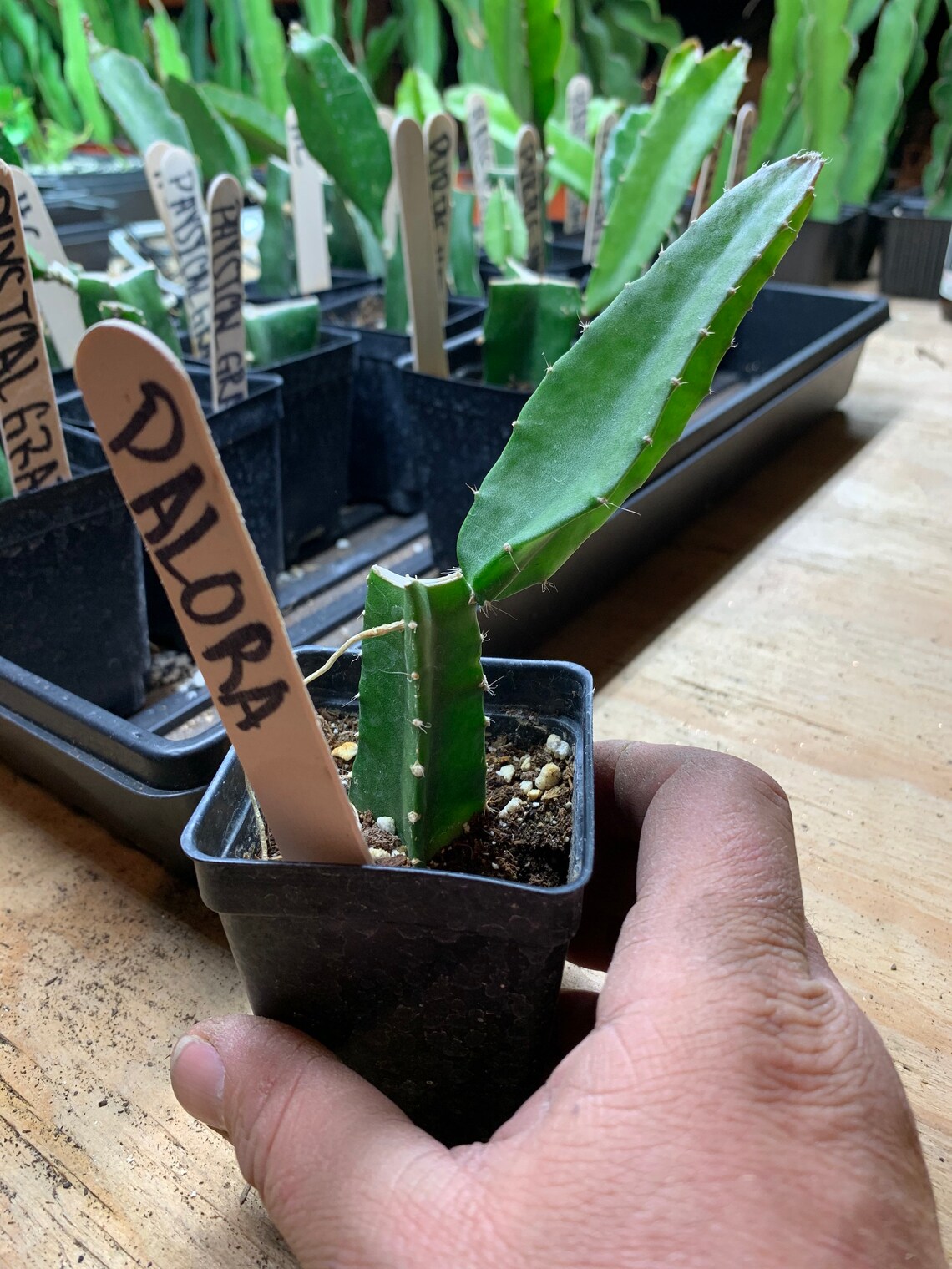 Ecuador Palora Dragon Fruit Cuttings. Plus Hard to Find Etsy