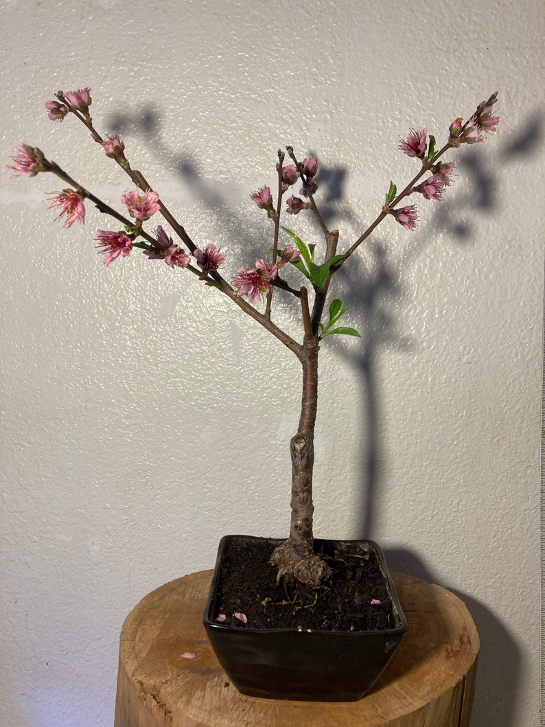 Snow Queen nectarine bonsai