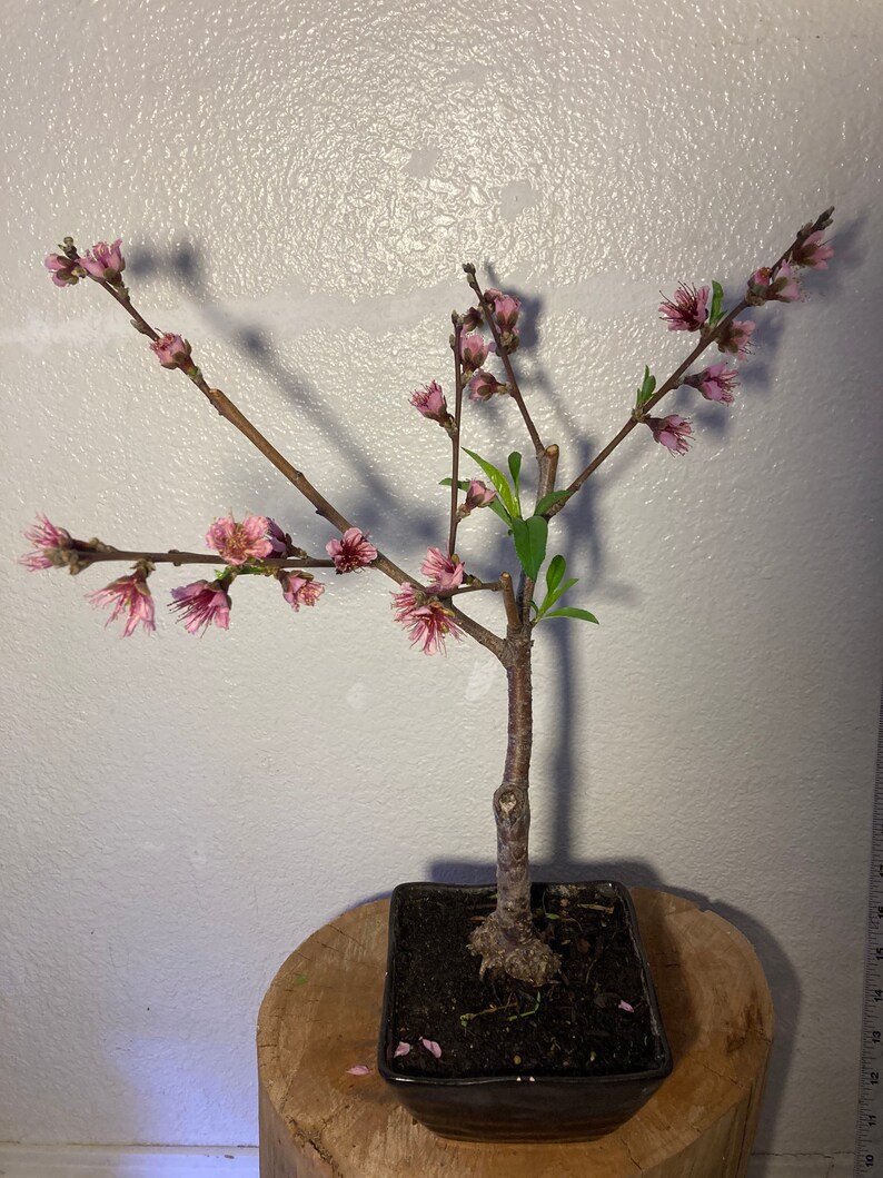 Snow Queen nectarine bonsai