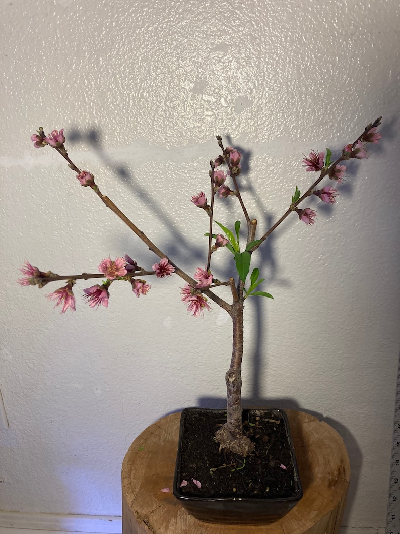 Snow Queen nectarine bonsai