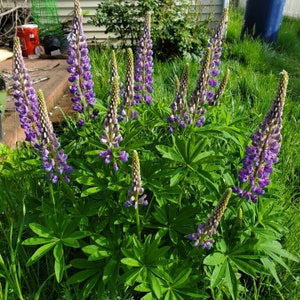 May include: A cluster of vibrant purple and green lupine flowers in full bloom. The tall, spiky flower stalks are covered in small, purple blossoms, surrounded by large, green, palmate leaves. The flowers are in a garden setting with grass and a wooden deck in the background.