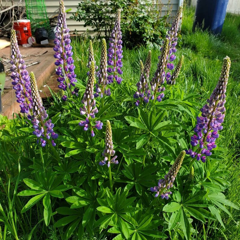May include: A cluster of vibrant purple and green lupine flowers in full bloom. The tall, spiky flower stalks are covered in small, purple blossoms, surrounded by large, green, palmate leaves. The flowers are in a garden setting with grass and a wooden deck in the background.