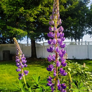 May include: Two tall purple lupine flowers in full bloom, with vibrant purple petals and green stems. The flowers are set against a backdrop of green grass, trees, and a white fence, bathed in sunlight.