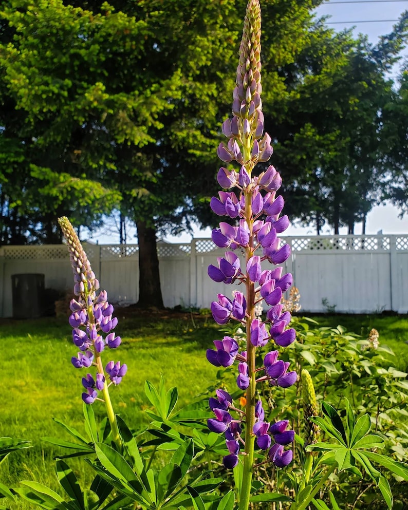May include: Two tall purple lupine flowers in full bloom, with vibrant purple petals and green stems. The flowers are set against a backdrop of green grass, trees, and a white fence, bathed in sunlight.