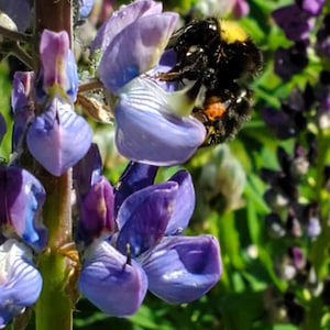 May include: A close-up of a vibrant purple lupine flower with a bumblebee. The flower petals are a mix of purple and blue hues, with a fuzzy bumblebee collecting nectar. The background is a blurred green.