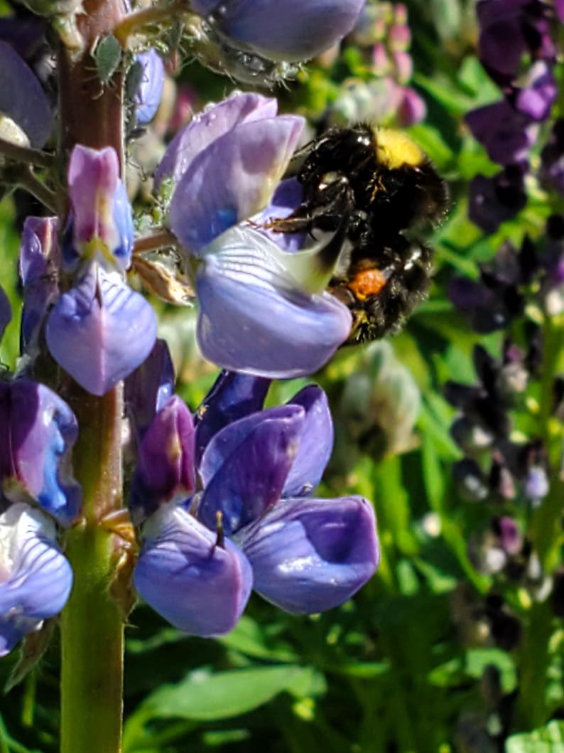May include: A close-up of a vibrant purple lupine flower with a bumblebee. The flower petals are a mix of purple and blue hues, with a fuzzy bumblebee collecting nectar. The background is a blurred green.