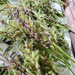 May include: A collection of freshly harvested green and tan seed pods with long green stems. The pods are clustered together, with some showing a fuzzy texture. The image is taken from a close-up perspective, highlighting the natural details.