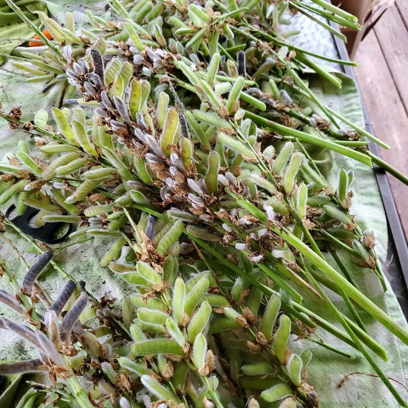 May include: A collection of freshly harvested green and tan seed pods with long green stems. The pods are clustered together, with some showing a fuzzy texture. The image is taken from a close-up perspective, highlighting the natural details.
