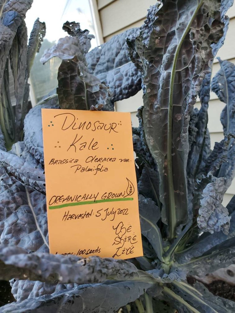 Dinosaur Kale Seeds Etsy
