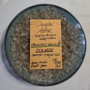Peut inclure: Une assiette ronde en céramique à bord bleu sarcelle remplie de graines de Douglas Aster brun clair et duveteuses. Au centre, une carte rectangulaire jaune porte le texte manuscrit : Douglas Aster, Symphyotrichum subspicatum, Organically Grown, P.N.W. Native, Harvested: 4 August 2026, Approx 100 seeds, Weight: 1 gram.