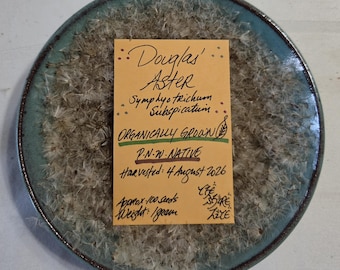 May include: A round, teal-rimmed ceramic plate filled with fluffy, light-brown Douglas Aster seeds. Centered on the seeds is a rectangular yellow card with handwritten text: Douglas Aster, Symphyotrichum subspicatum, Organically Grown, P.N.W. Native, Harvested: 4 August 2026, Approx 100 seeds, Weight: 1 gram.