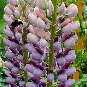 May include: Close-up of lupine flowers in shades of purple, pink, and white, with a green stem. A bumblebee is flying near the flowers. The flowers are in full bloom, with a dense arrangement of petals. The background is green.