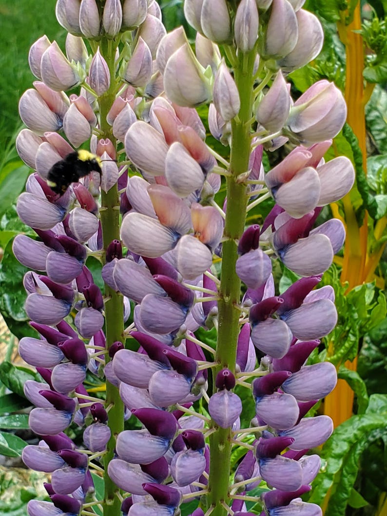 May include: Close-up of lupine flowers in shades of purple, pink, and white, with a green stem. A bumblebee is flying near the flowers. The flowers are in full bloom, with a dense arrangement of petals. The background is green.