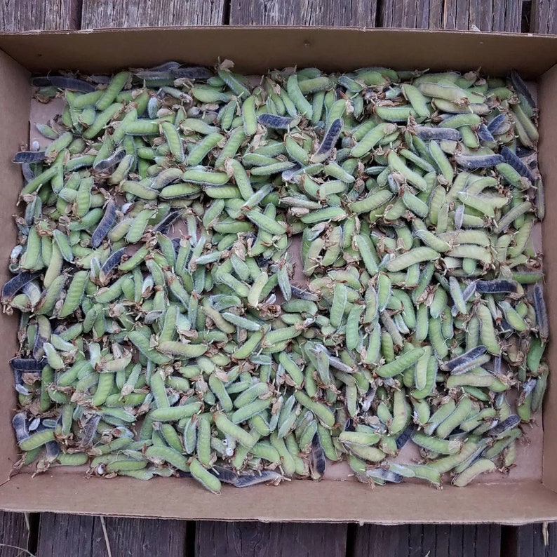May include: A cardboard box filled with numerous green and gray seed pods. The pods are elongated with a fuzzy texture and are densely packed together. The box sits on a weathered wooden surface.
