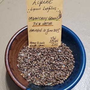 May include: A ceramic bowl with brown and blue sections holds a pile of Broadleaf Lupine seeds. A small tan paper packet with handwritten text, including "Organically Grown" and "P.N.W. Native," is placed in the bowl. The packet states the seeds were harvested on June 10, 2025.