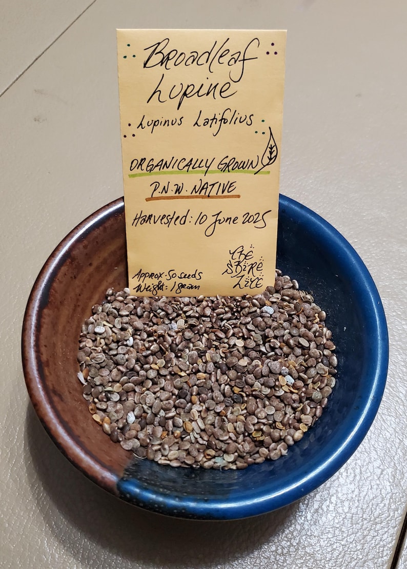 May include: A ceramic bowl with brown and blue sections holds a pile of Broadleaf Lupine seeds. A small tan paper packet with handwritten text, including "Organically Grown" and "P.N.W. Native," is placed in the bowl. The packet states the seeds were harvested on June 10, 2025.