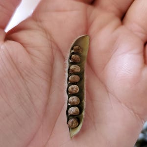May include: A close-up of a green seed pod, open to reveal several brown seeds. The pod is held in a person's hand, with the seeds neatly arranged inside. The seeds have a speckled appearance.