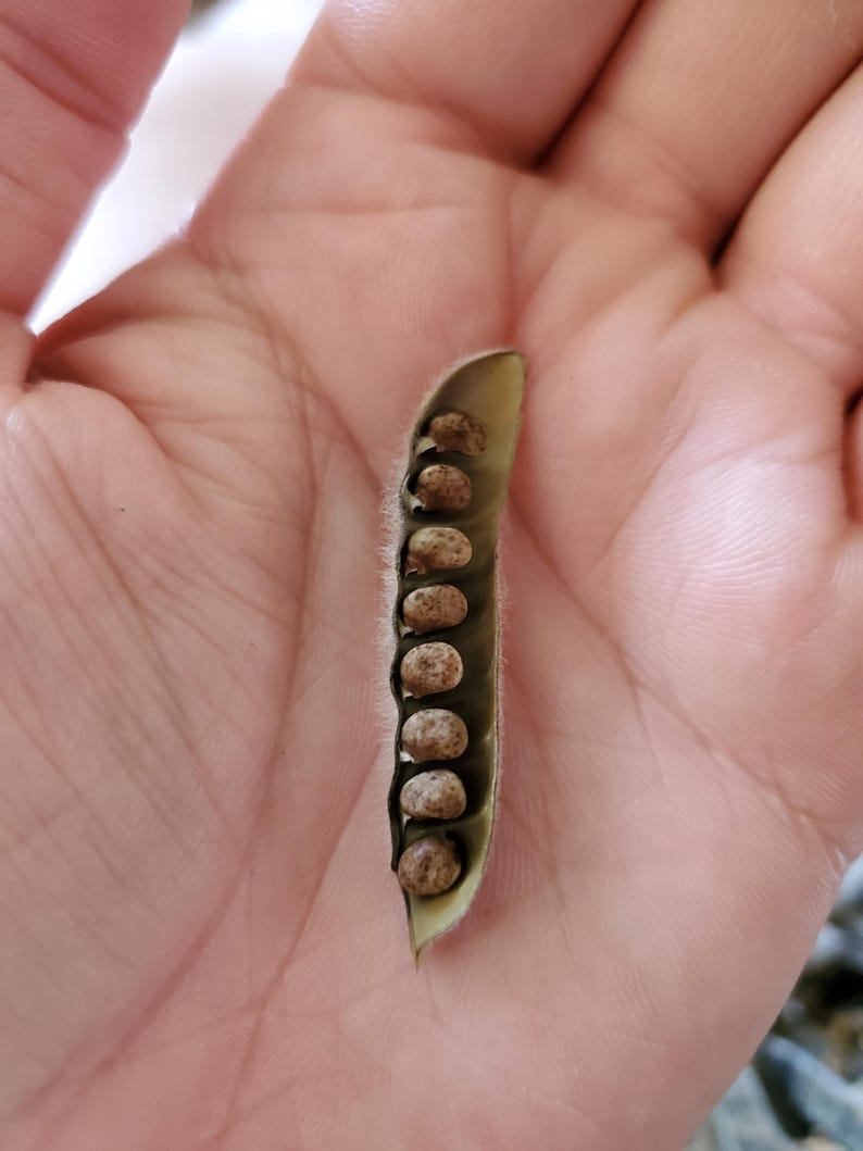 May include: A close-up of a green seed pod, open to reveal several brown seeds. The pod is held in a person's hand, with the seeds neatly arranged inside. The seeds have a speckled appearance.