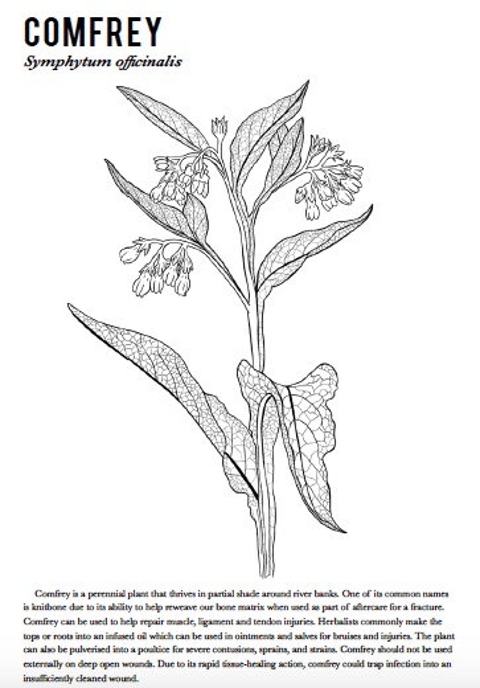 Ebook The Medicinal Herb Colouring Book Etsy