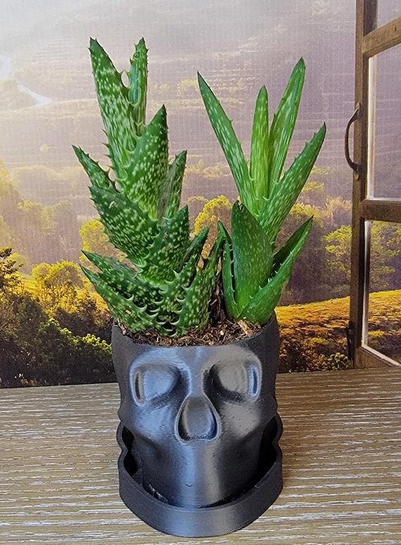 Skull Planter –  Skull Pot, Gothic Succulent Planter, Halloween Décor, Unique Gift for Plant Lovers.