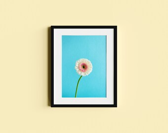 Affiche - Weiße Gerbera | Fotodruck | Fotografie | Artprint | Kunstdruck | Blumenbild | Pastellfarben | Blume