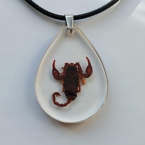 Scorpion resin necklace, real Scorpion handmade resin Pendant Necklace, Wiccan jewelry, nature jewelry, terrarium necklace