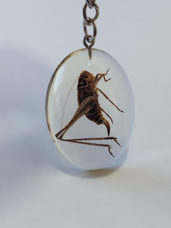 A real preserved grasshopper encased in resin — wearable oddity taxidermy that makes people do a double-take on your keys.