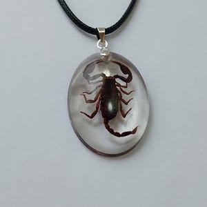 Scorpion pendant necklace, REAL Scorpion handmade jewelry, eco art
