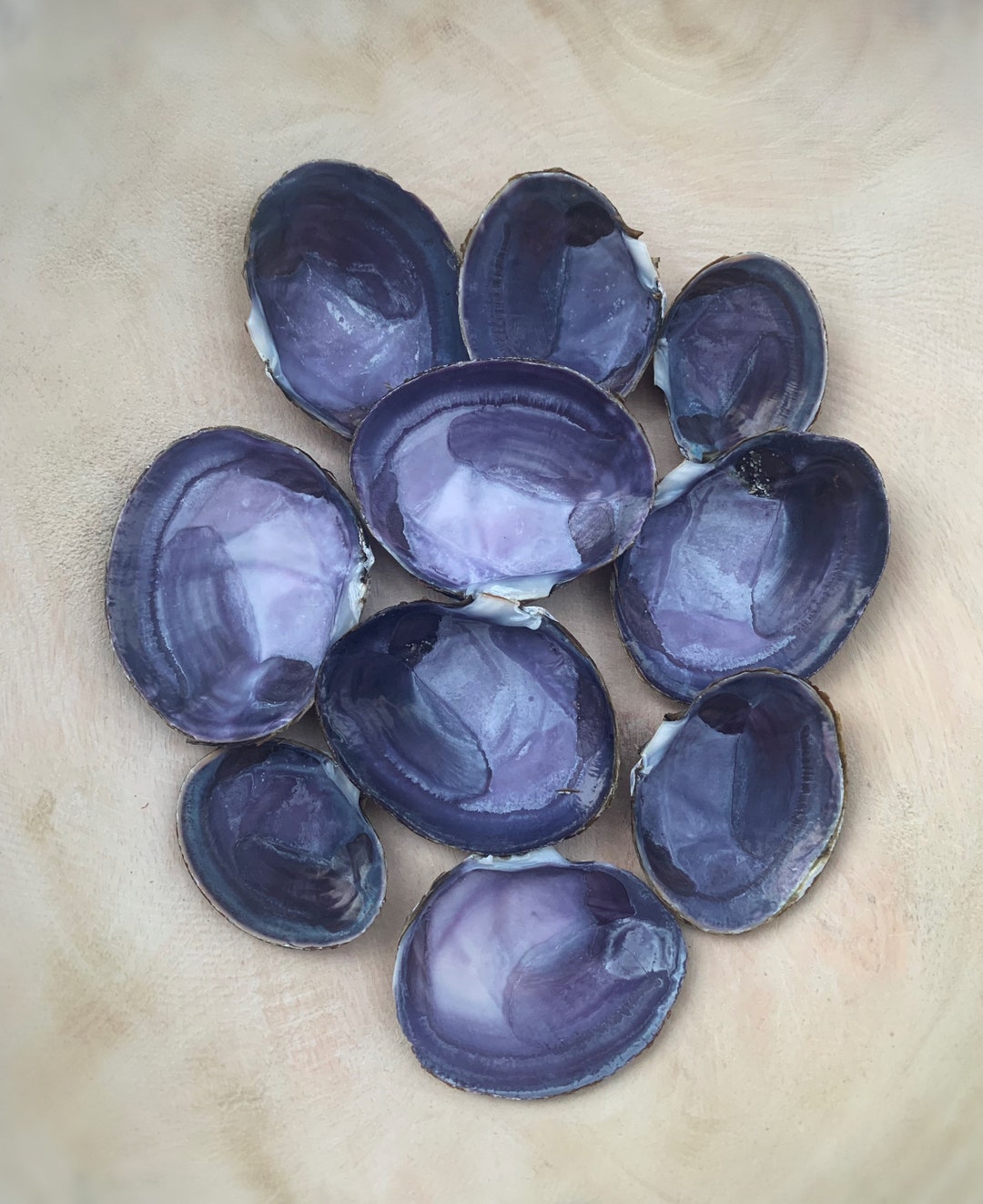 10 Deep Purple Varnish Clam Shells Beautiful Deep Purple Etsy