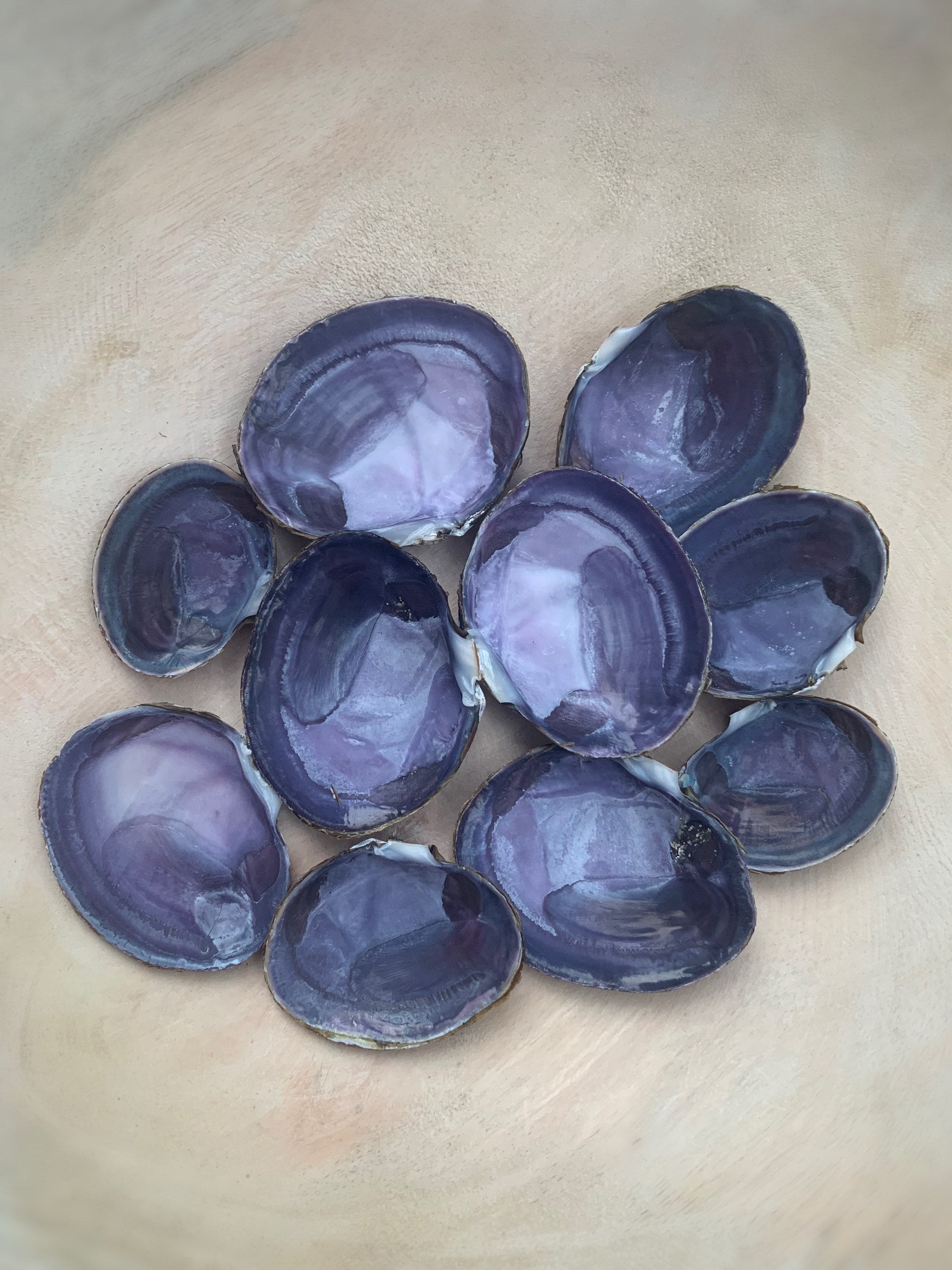 10 Deep Purple Varnish Clam Shells, Beautiful Deep Purple Shells Found