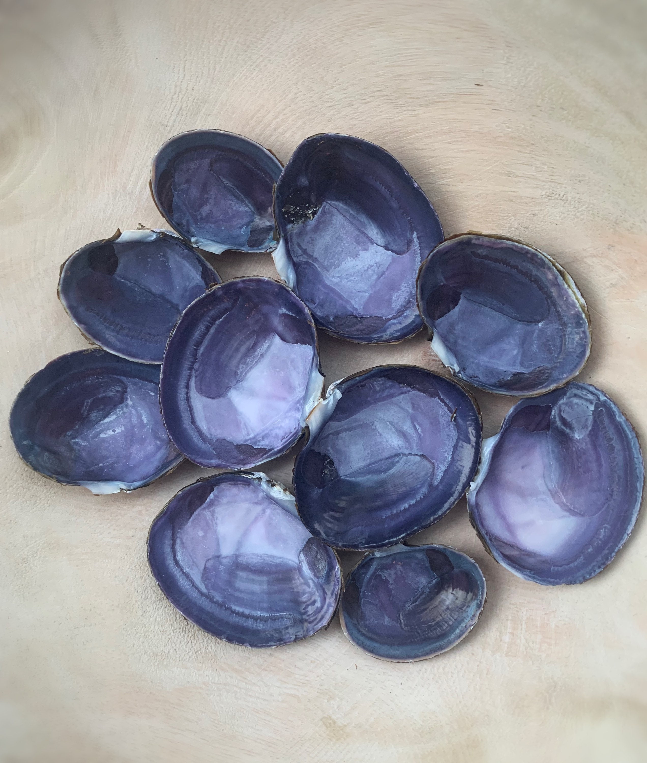 10 Deep Purple Varnish Clam Shells, Beautiful Deep Purple Shells Found