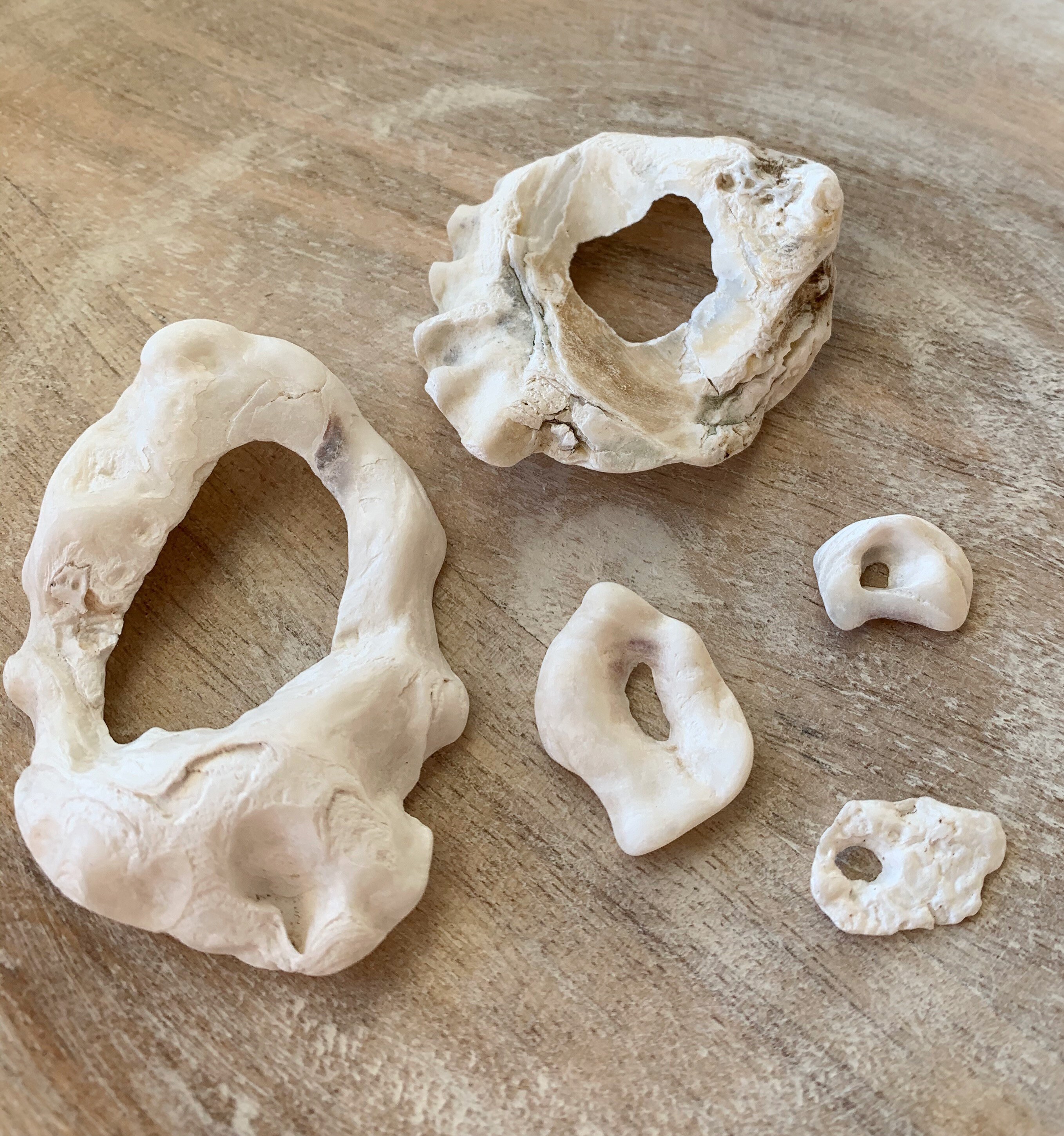 5 Sea Shells with Natural Holes in them Hag Shells found Etsy