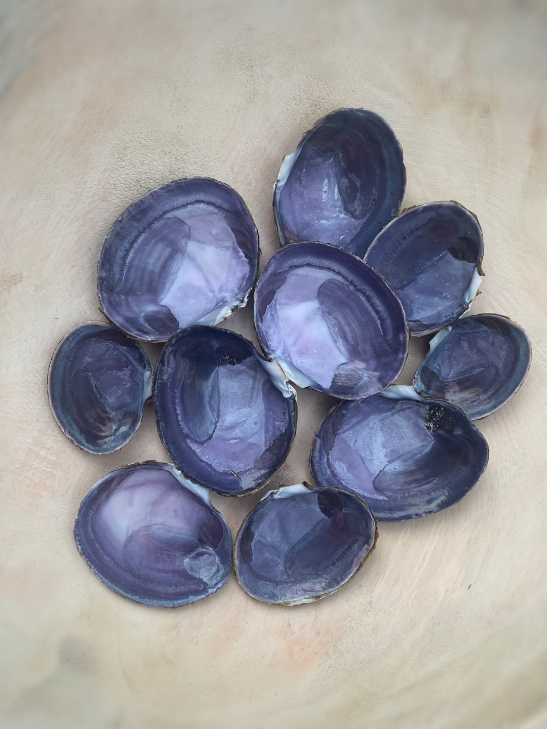 10 Deep Purple Varnish Clam Shells, Beautiful Deep Purple Shells Found