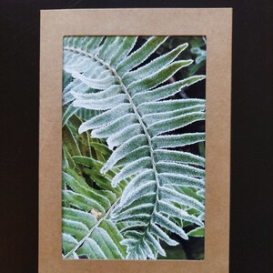 Carte Frosty Fern