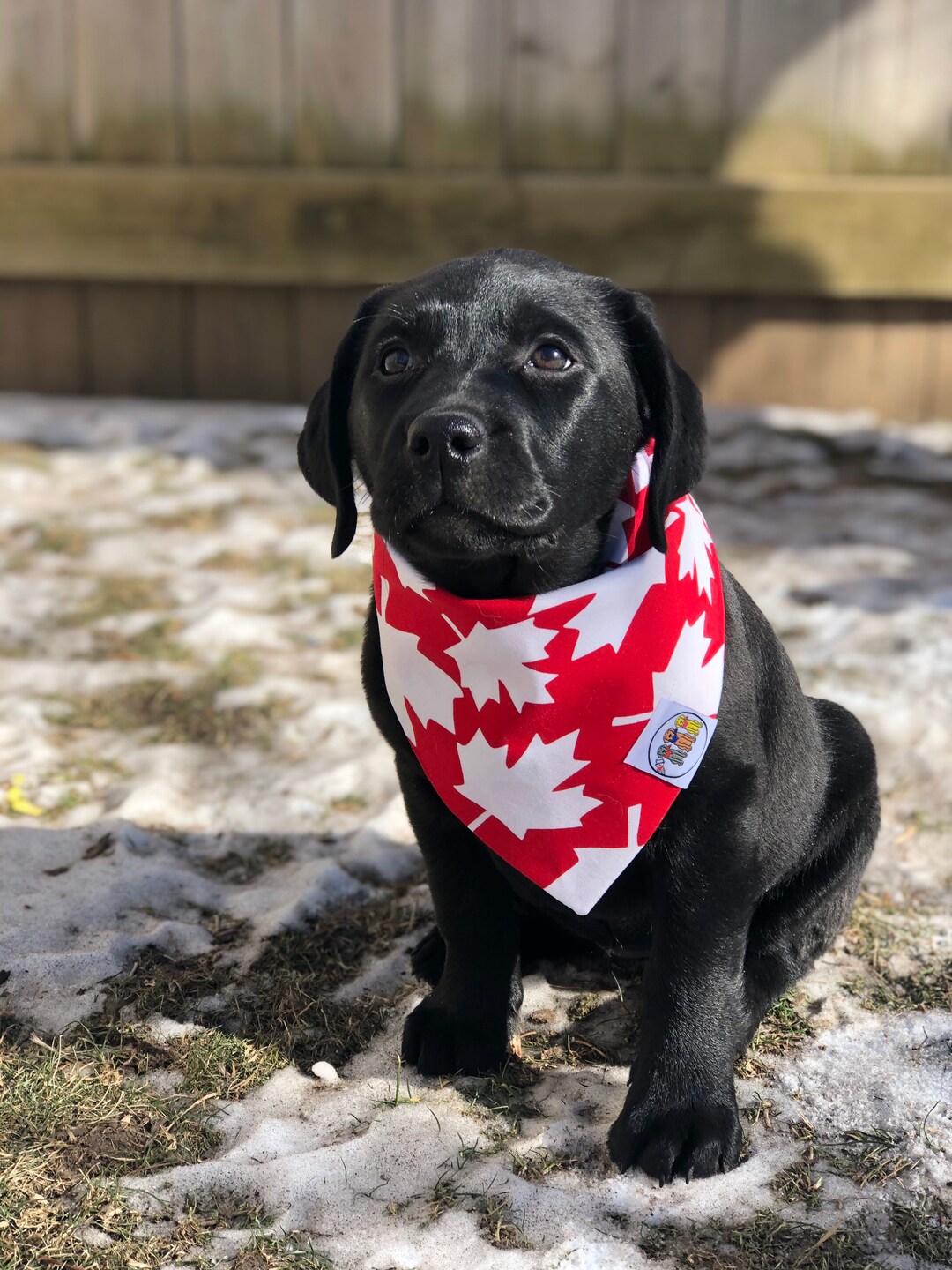 Canada Bandana / Patriotic Pets / Dog Cat Bandana / Canada Etsy Nederland
