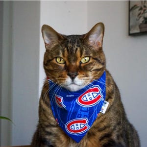 May include: A brown tabby cat wearing a blue bandana with the Montreal Canadiens logo. The bandana is blue with red and white logos. The cat has yellow eyes and is looking directly at the camera.