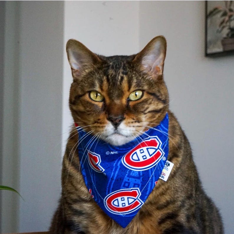 May include: A brown tabby cat wearing a blue bandana with the Montreal Canadiens logo. The bandana is blue with red and white logos. The cat has yellow eyes and is looking directly at the camera.