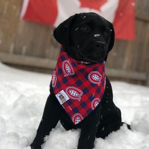 May include: A black Labrador puppy wearing a red and blue plaid bandana with the Montreal Canadiens logo, sitting in the snow. The Canadian flag is in the background.