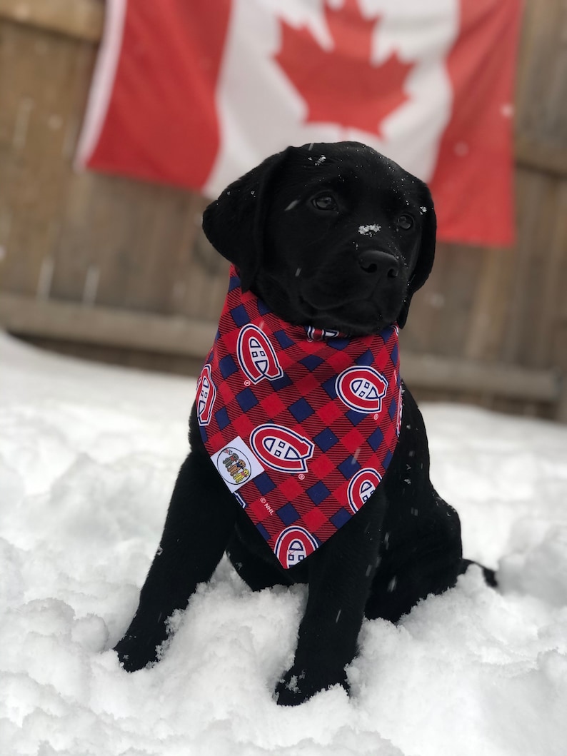 May include: A black Labrador puppy wearing a red and blue plaid bandana with the Montreal Canadiens logo, sitting in the snow. The Canadian flag is in the background.