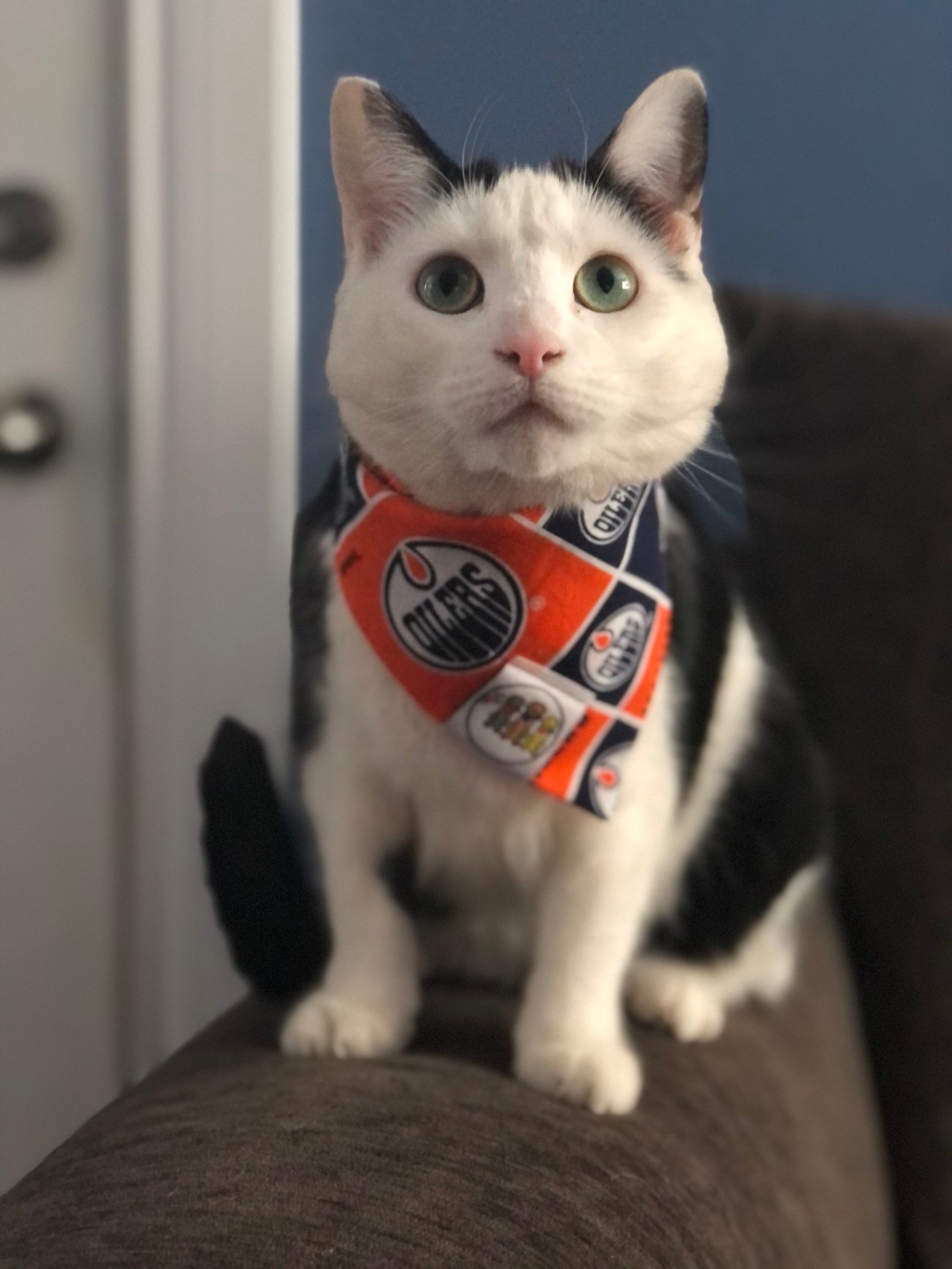 Edmonton Oilers Bandana / DogCat Bandana / Pet Bandana / Etsy