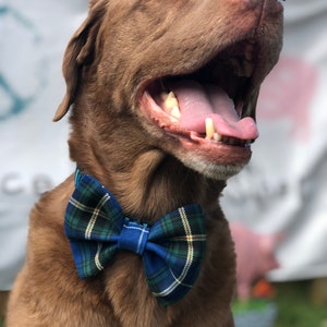 Nova Scotia Tartan Plaid Bow Tie •  Dog Bowtie • Fall/Winter Bow Tie • Cat Bow Ties • Blue Plaid Bow Tie • Bowtie  • Nova Scotia Tartan