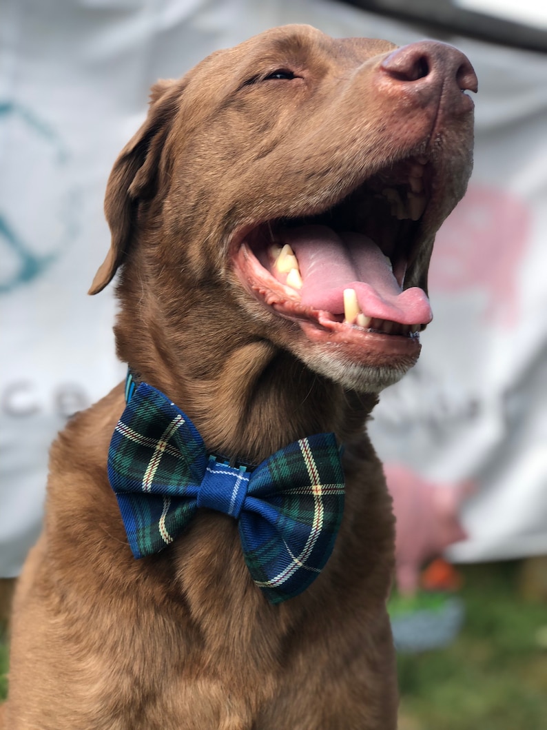 May include: A brown dog wearing a blue plaid bow tie. The dog is smiling with its mouth open, tongue visible. The bow tie has a pattern of blue, green, and white lines.