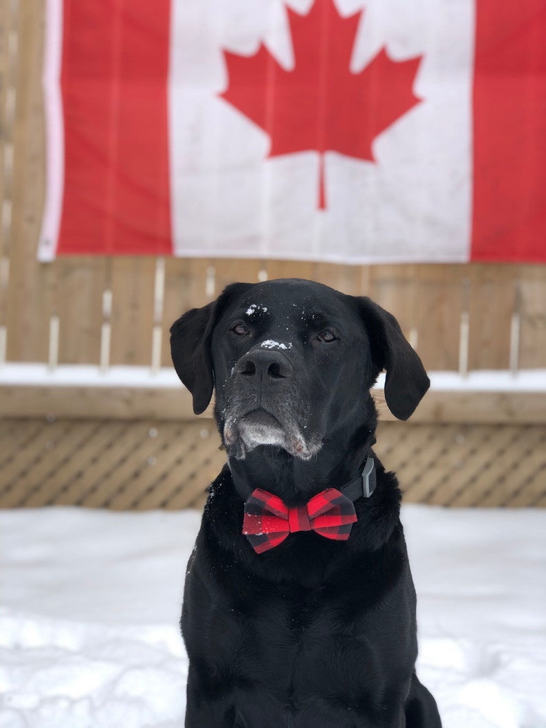 Buffalo Plaid Bow Tie Dog Bowtie Fall/Winter Bow Tie Cat Bow Ties Bow Tie Bowtie Bow Ties Buffalo Plaid Dog Neck Wear image 2