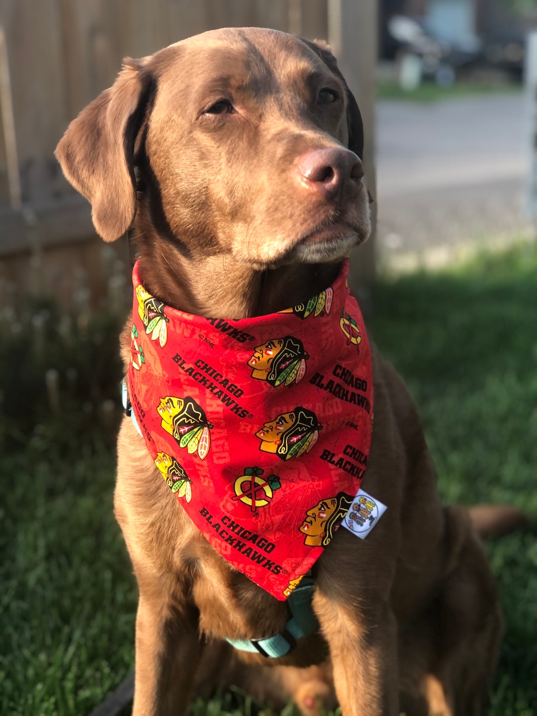 Chicago Blackhawks Bandana / Blackhawks / Dogcat Bandana / Etsy