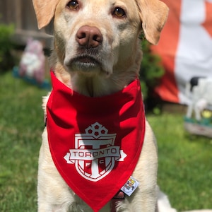 May include: A white Labrador Retriever wearing a red bandana with a white Toronto FC logo. The dog is sitting in a grassy area with a Canadian flag in the background.