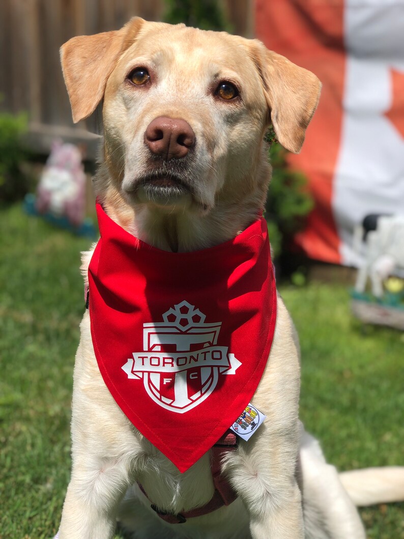 May include: A white Labrador Retriever wearing a red bandana with a white Toronto FC logo. The dog is sitting in a grassy area with a Canadian flag in the background.