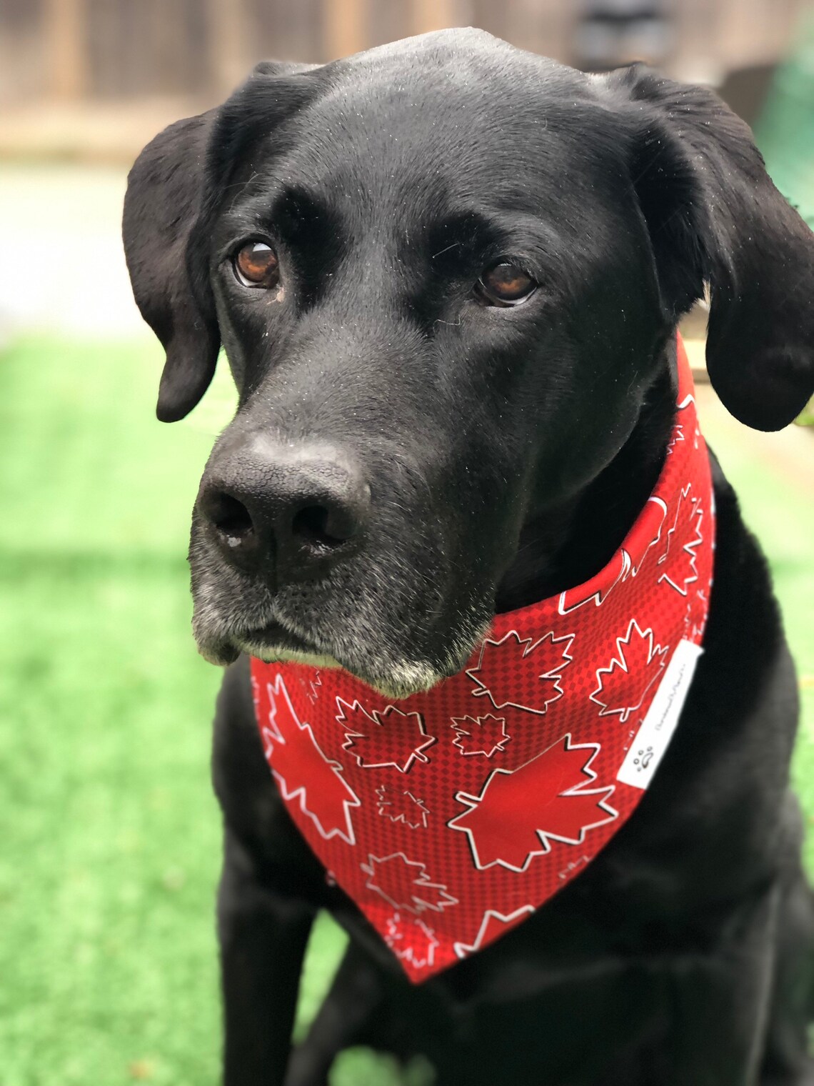 Canada Bandana / Patriotic Pets / Dog Cat Bandana / Canada Etsy