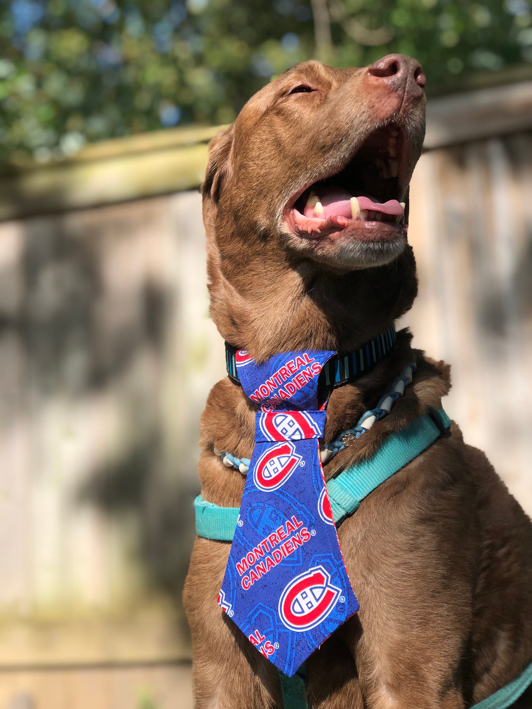 Dog Montreal Canadiens